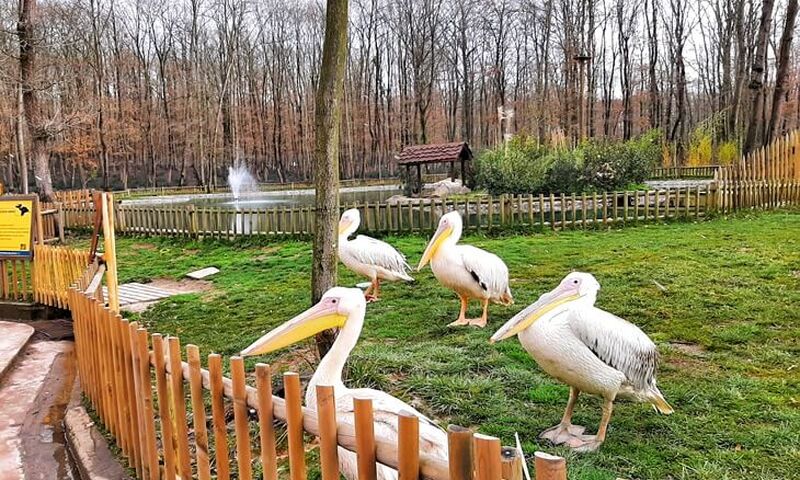 Günübirlik Ormanya Maşukiye Sapanca Turu